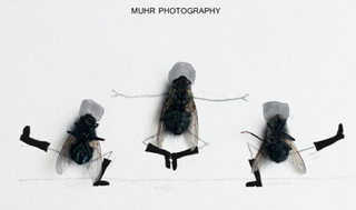 Illustration for article titled The Dead Fly Artwork Of Magnus Muhr